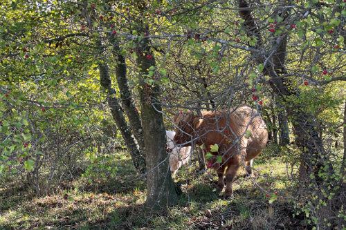 Kvæg på Bornholm 2022 © Schousboe