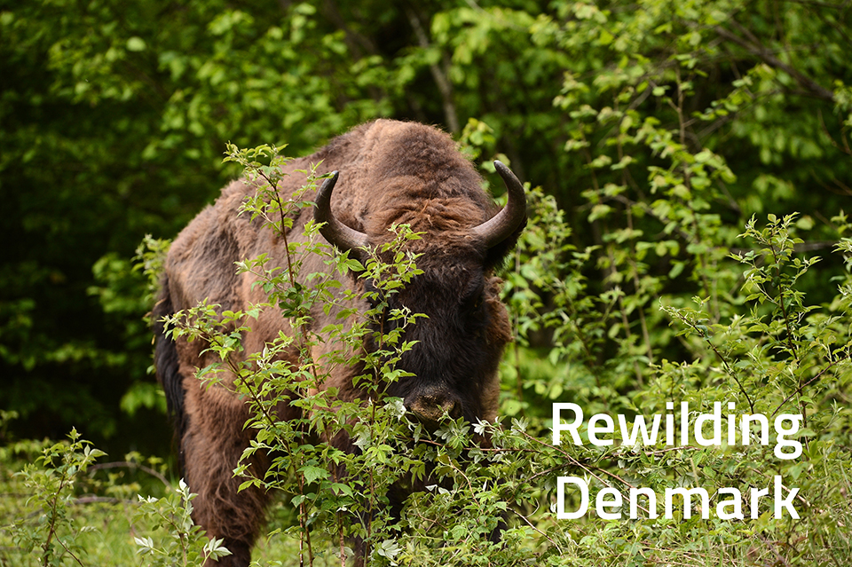 European Bison © Dreamstime 41034527/Artemis