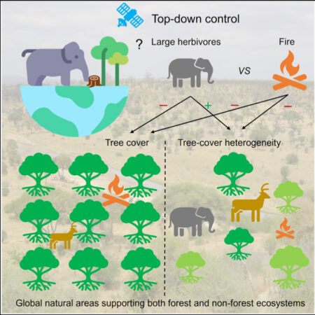 Graphical abstract from: Tree cover and its heterogeneity in natural ecosystems is linked to large herbivore biomass globally 