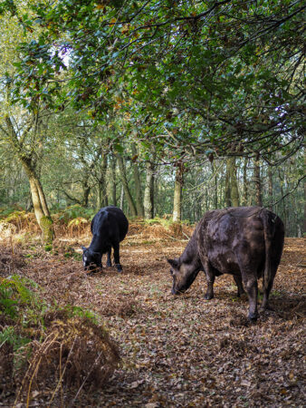 Kvæg der græsser på the High Weald i West Sussex © Philip Bird/Dreamstime 79853507