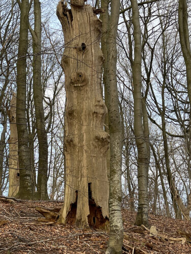 Træruin i urørt skov i Suserup Skov ved Sorø. En af de undersøgte skovbevoksninger © schousboe