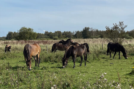 Heste i Kragelund Mose. De forskellige farver hidrører fra det forhold, at ejeren - Martin Sandager - bevidst arbejder på at "blande" konikker og Exmoors. © Schousboe (CCBY)