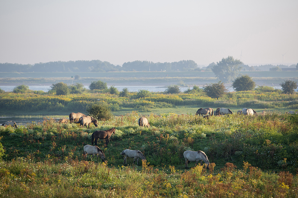 Konik heste græsser i et vandrigt landskab ved Nijmegen dreamstime © Ahavelaar/329897363