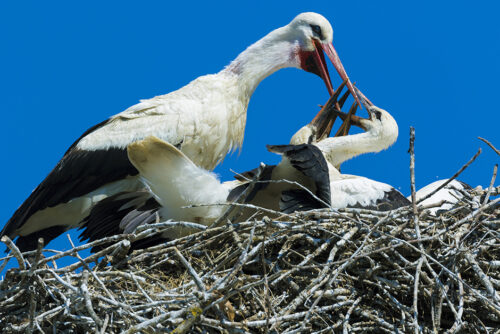Cigoc in Croatia. Storks © Goran Sfarek/Dreamstime 204543488