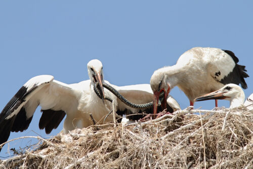 Storke, der æder en hugorm © Taviphoto/Dreamstime 73735259