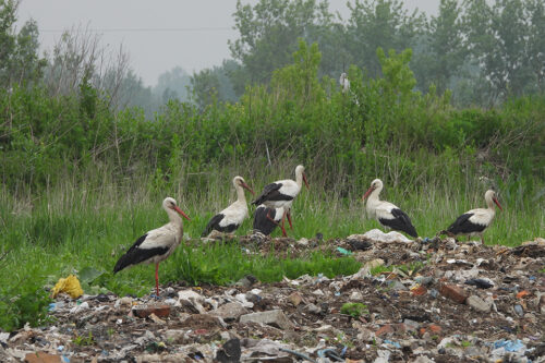 Storke fouragerer på en losseplads i naturen © Tadesvonh/Dreamstime ID 148298111