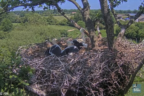 Knepp White Stork Project 2025 Webcam