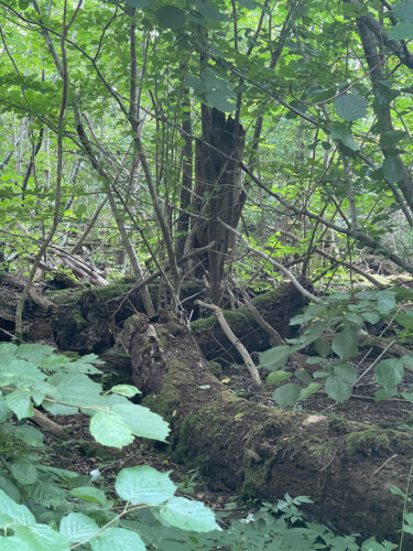 Dalby Söderskog 2024. Urørt skov © Schousboe