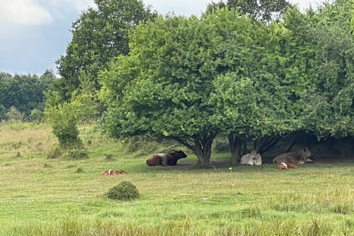Græssende kvæg ved Strødam August 2025 © Schousboe (Open Domain)