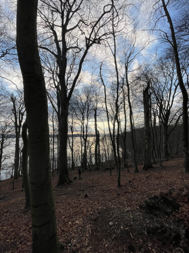 Suserup Skov 2024 © Schousboe