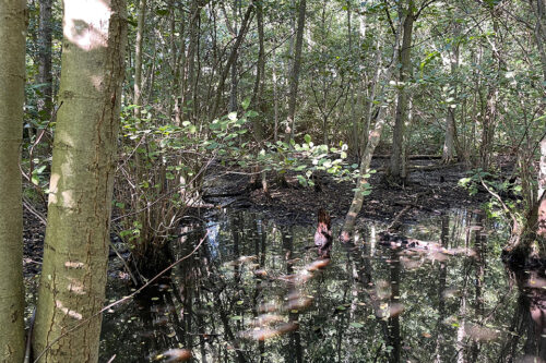 Våd skov Rudersdal 2021 © schousboe