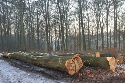 Gavntømmer fællet i Kirkeskoven i Søllerød © 2021