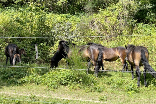 Hest på Molslab bag hegn © Schousboe