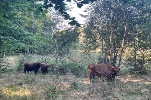 Kirkeskoven i Søllerød 2021 © Schousboe