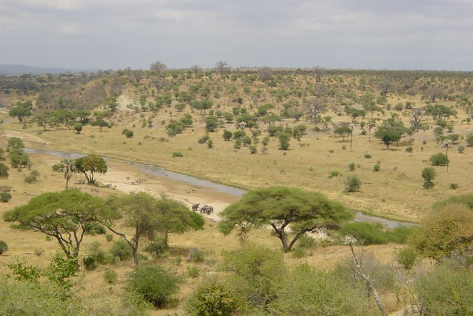 Tarabgire National Park Kilde: Wikipedia