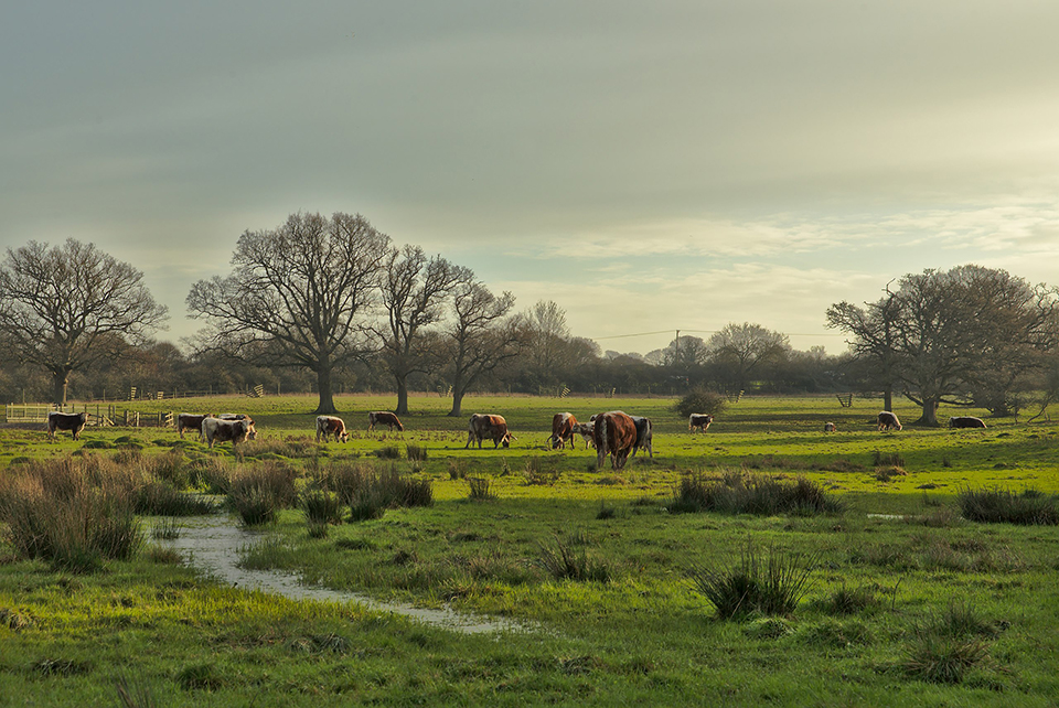 Longhorn Cattle Garazing at Knepp. Source: Wikipedia/Matte Ellery