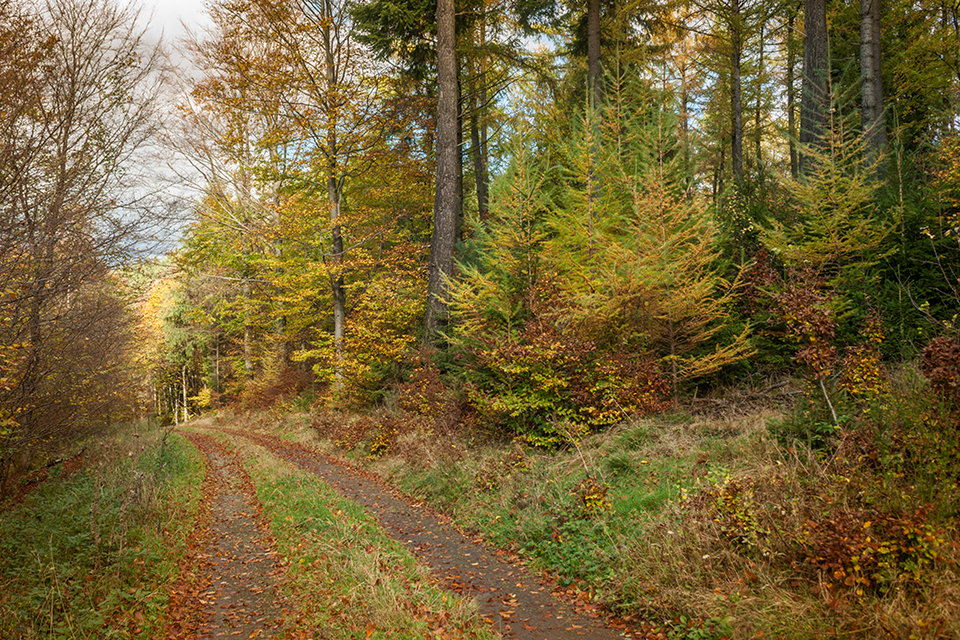 Mixed autumn forest in Central Europe 178601963 c Stefan Schug Dreamstime