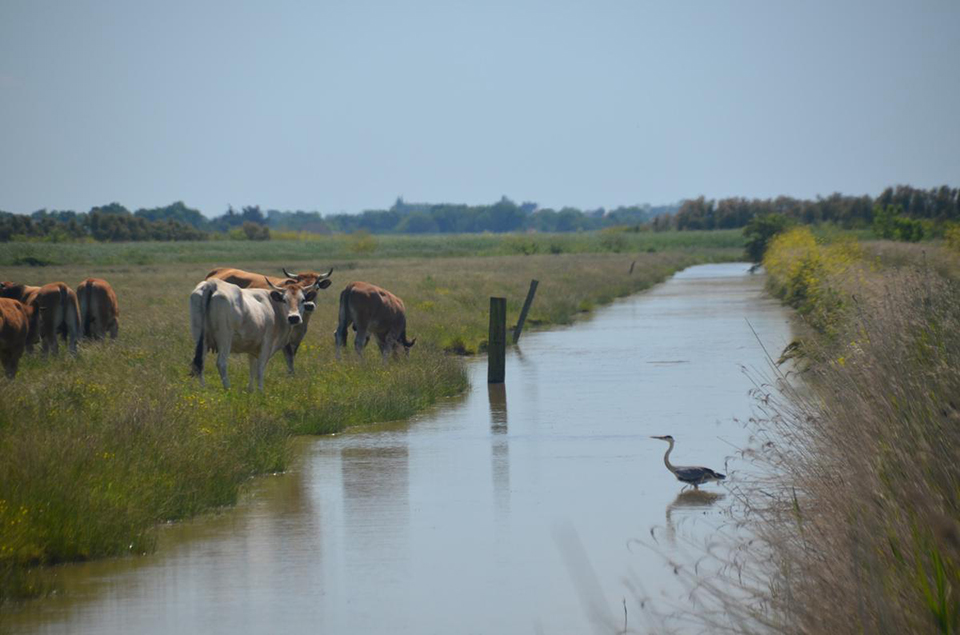 Troupeau de vaches Maraichines, marais de St Laurent de la PrÈe Photo INRAE, Boutifard,