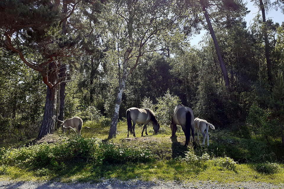 Konikker i skov med føl