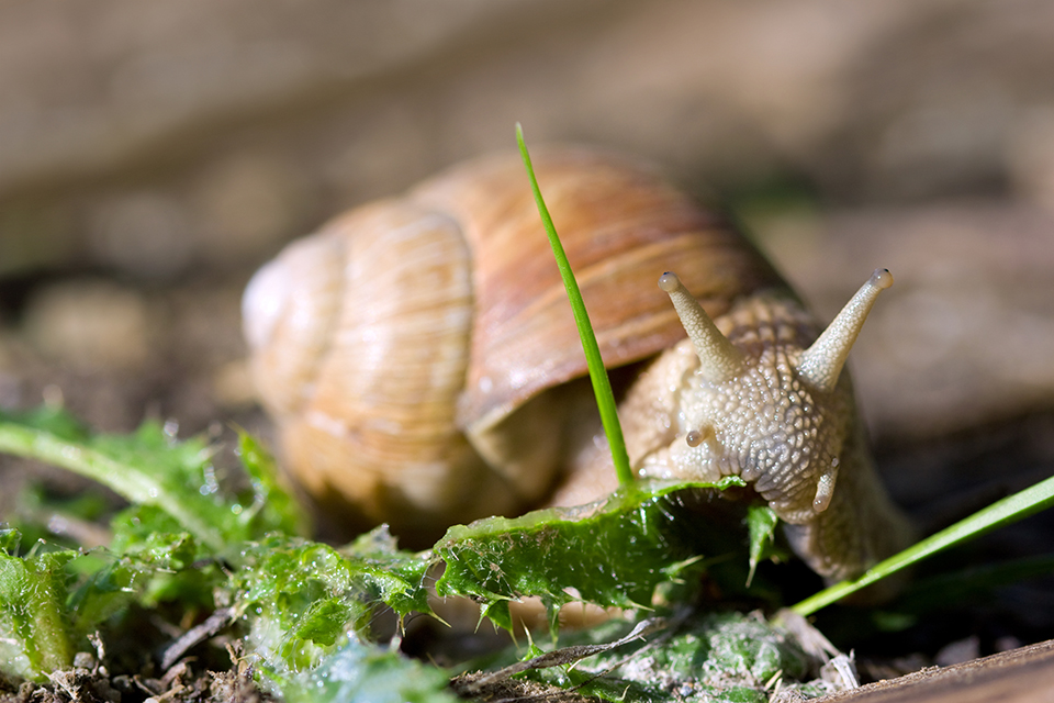 Roman snail eating grass 31879171 c Gaschwald Dreamstime