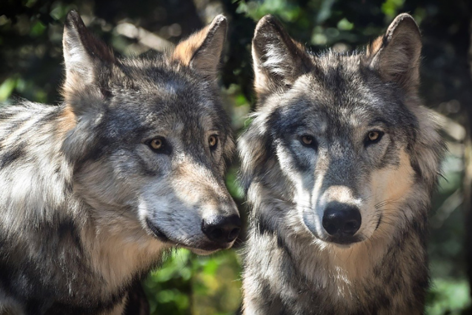 Grey Wolves © Christel Pixabay Open Source