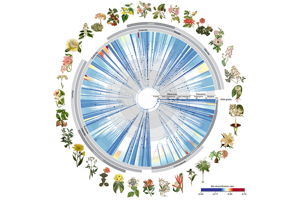 Phylogenomics and the rise of the angiosperms Af Alexandre R. Zuntini, Tom Carruthers et al, Royal Botanic Gardens, Kew, Richmond, UK Nature, 24.04.2024 - Open Access