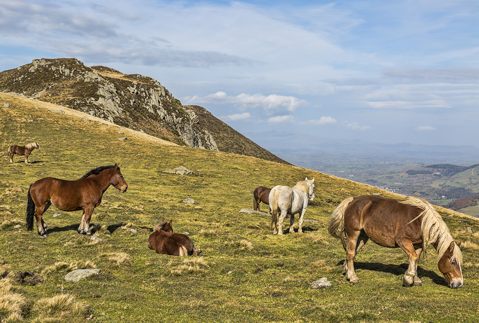 Vilde heste i Central Massif Parc National de Cervennes © Dreamstime /Razvanjp/61733378