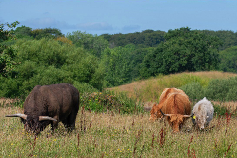 WEB rewilding rune Engelbrecht skovsgaard