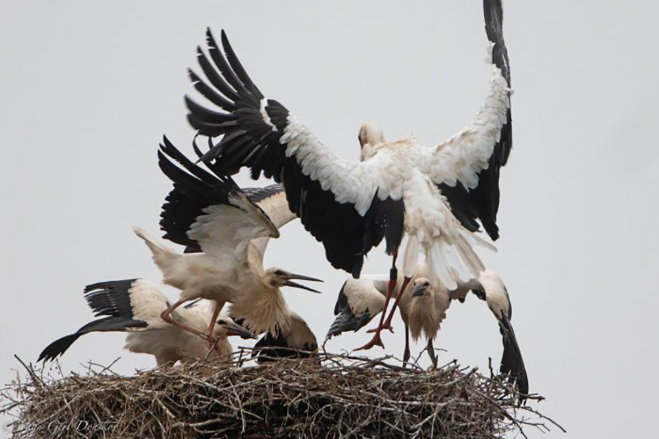 Stork og Unger i reden © Vagn Gejl Donskov med tilldelse messenger