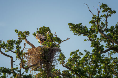 Storks at Knepp © Groundefetuk/Dreamstime 282482720