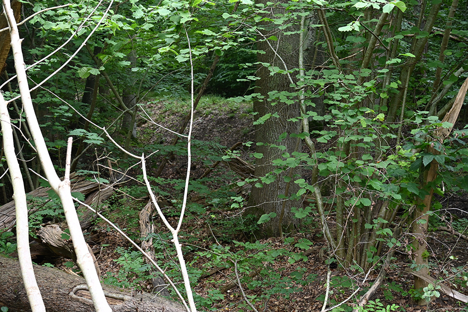 Dalby Söderskog. middelalderlig jordvold. © schousboe