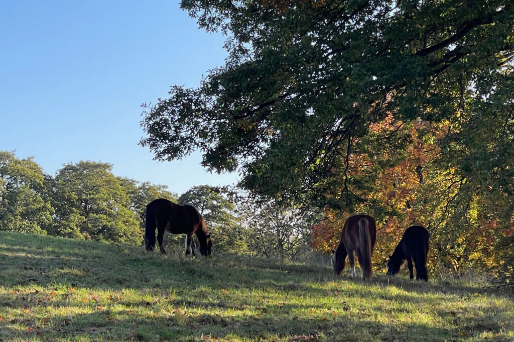 Heste ved Hald Sø © schousboe