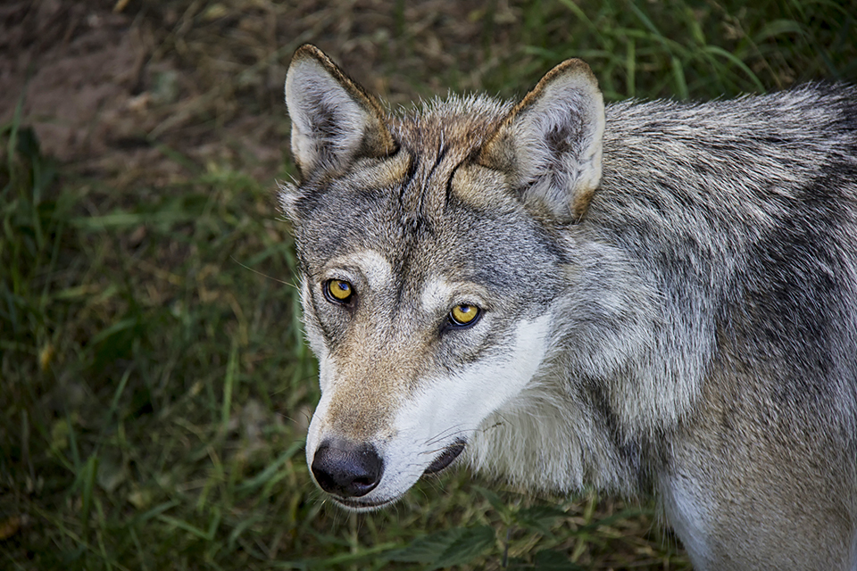 Ulv i Danmark © © Lucie Bartíková Dreamstime.com/ID 123850388